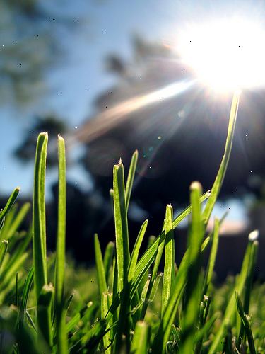Hur man sparar vatten med en sovande gräsmatta. Väx torka toleranta gräs.