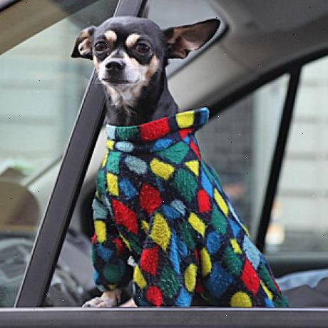 Hur man åka bil med din hund. Kom ihåg säkerheten först, om du inte har ett stort fönster boot på din bil, kommer din hund måste resa på ett säte.