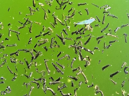 Hur höja mygglarver för fiskmat. Hitta en hink eller plast fat.
