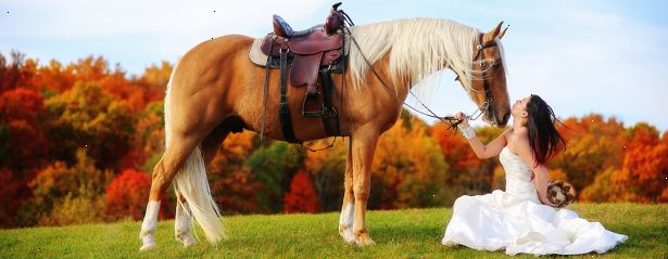 Hur obligation med din häst med Natural Horsemanship. Lär dig så mycket du kan om hur hästar kommunicerar, frågor till dig själv, och läsa om Natural Horsemanship.