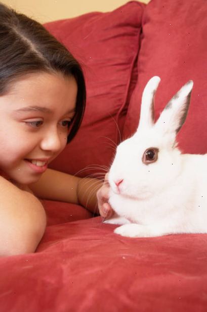 Hur du mata din kanin rätt greener. Förstå hur mycket du ska ge din kanin.