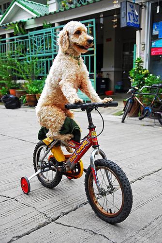 Hur man cykla med din hund. Använd en riktig cykel-koppel fastsättning eller bara en vanlig koppel med ögla i änden.
