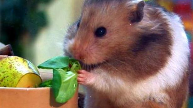 Hur ta hand om en hamster. Se till att du köper en livsmiljö för hamster som är adekvat i rymden och lämplig för hamster behov.