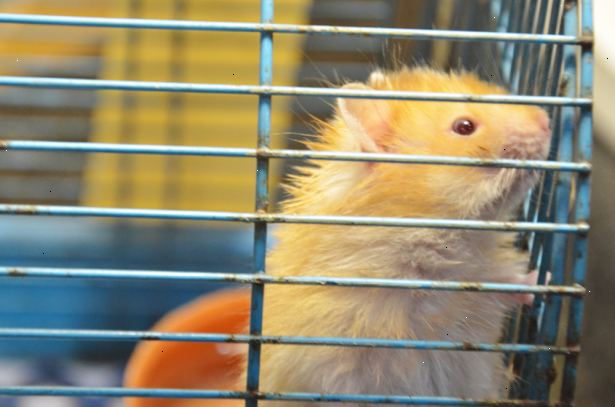 Hur du gör din hamster lita på dig. Ge din nya hamster gott om tid att anpassa sig till sitt nya hem.
