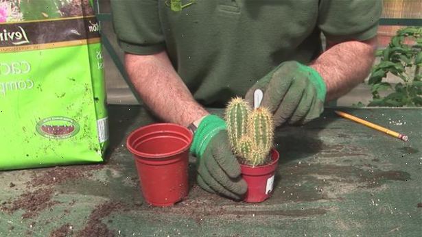 Hur man odlar en kaktus. Kontrollera att kapseln är redo för skörd.