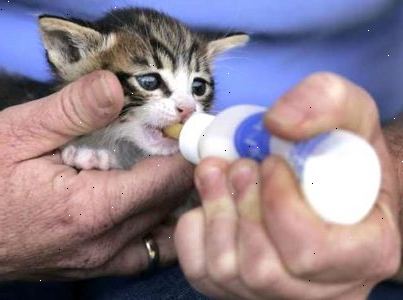 Hur mata en nyfödd kattunge. Rådgör med lokala veterinärer och skyddsrum för att ta reda på om det finns en ammande mamma kattdjur (drottning) som kanske kan ta på kattungen.
