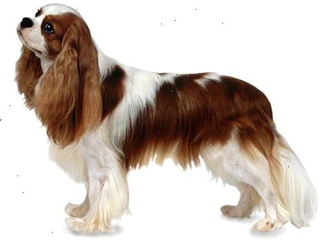 Hur man väljer en cavalier king charles spaniel. Var medveten om att som en leksak hundras, står det genomsnittliga Cavalier King Charles spaniel bara 12-13-inches på axeln och väger mellan 13 och 20 kg.