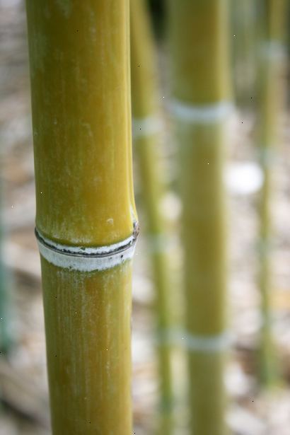 Hur att kontrollera spridningen av bambu. Om du inte försöker att styra en befintlig anläggning, är det bästa stället att börja med att välja en art som är kompatibel med din trädgårdsskötsel stil.