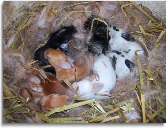 Hur att föda upp kaniner. Endast ras från friska, glada kaniner.