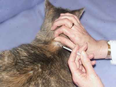 Hur man ger en katt en injektion. Alltid ge injektioner vid samma tid på dagen, och ge lite mat vid injektionsstället tid.