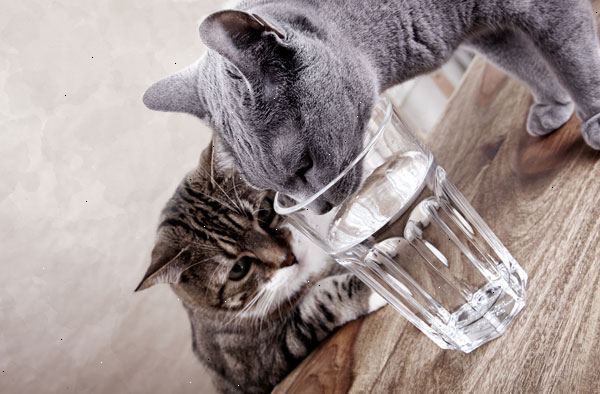 Hur man kan uppmuntra din katt att dricka mer vatten. Använd rostfritt stål eller skålar glas.