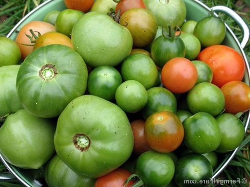 Hur mogna gröna tomater. Före lagring, alltid ta bort vinstockar, löv kvistar, stjälkar, osv.