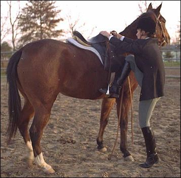 Hur att montera en häst. Kontrollera din hästs omkrets.