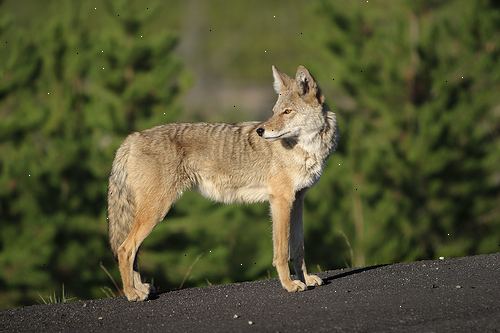Hur man håller Coyotes borta från campingplatser eller hembygdsgårdar