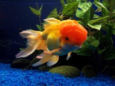 Hur man håller en guldfisk glada och friska. Lämna massor av öppna ytor för simning.