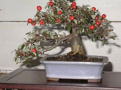 Hur man skapar ett bonsaiträd. Välj storlek på din bonsai.