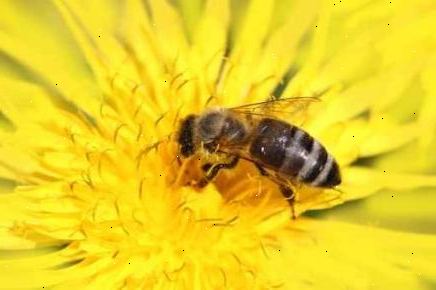 Hur att locka honungsbin. Gör din trädgård, bee safe framför allt.