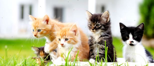 Så att välja rätt kattungen för ditt hem. Bestäm om du vill ha en räddning katt från ett katthem eller en raskatt.