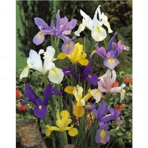 Hur att växa iris. Köp rhizomer under växtsäsongen och plantera dem omedelbart strax under ytan av jorden.