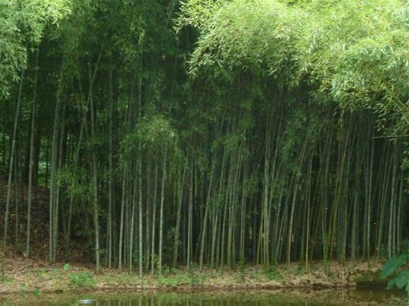 Hur att plantera en kör bambu. Identifiera bambu du vill plantera.