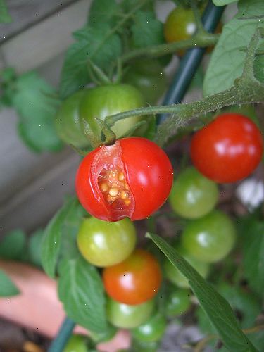 Hur man håller tomater spricker. Vatten tomaterna adekvat och regelbundet.