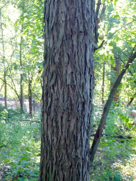 Hur man identifierar hickory träd. Leta efter långa och smala blad som växer i en sammansatt struktur, det vill säga flera blad sträcker sig från varje stjälk (rachis).