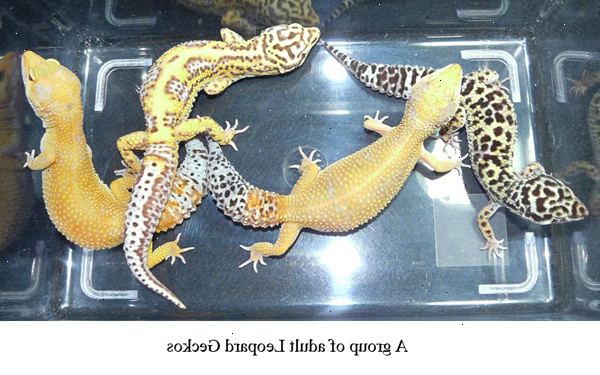 Hur man har kul med din leopard gecko. Ställ in din lekplats.