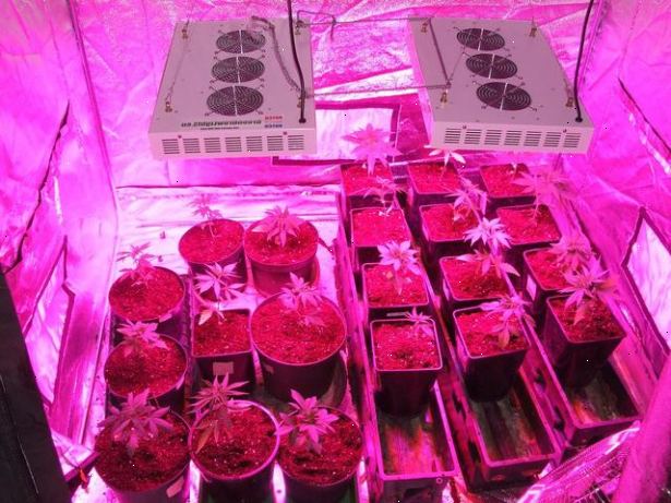 Hur att plantera cannabis frön inomhus. Ge containrar och dränering.