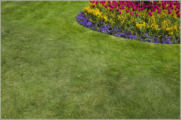 Hur får grönt gräs. Välj en variation av gräsfrö som fungerar bäst i din trädgård.