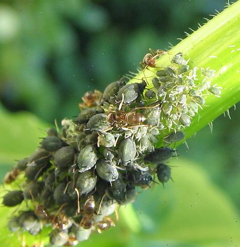 Hur man håller bladlöss borta använder miljövänliga metoder. Gör organiska bladlöss sprayer.