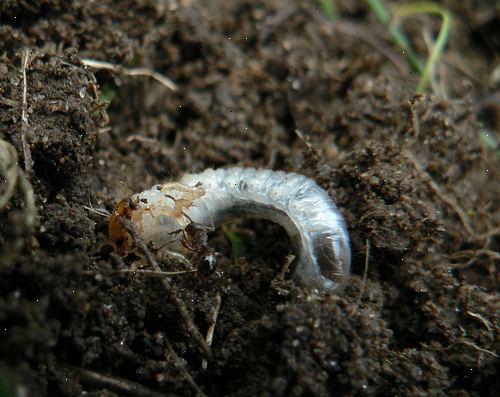Hur tar man bort vita larver från gräsmattor. Håll din gräsmatta frisk.