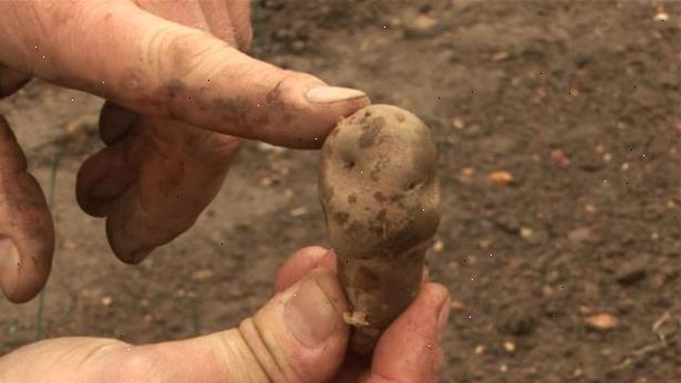 Hur att plantera potatis. Omsorg om anläggningen.