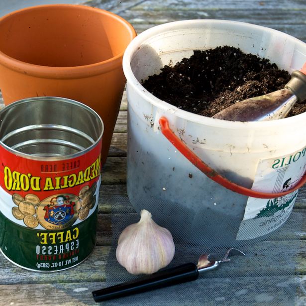 Hur man odlar vitlök inomhus i en kruka. Välj en pott som är minst 8 inches (20 cm) djup och har hål för dränering.