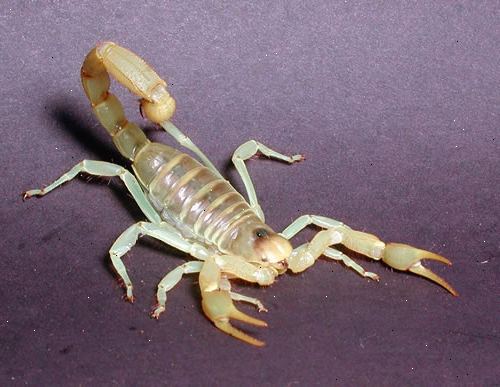 Hur bli av skorpioner. Ta skorpioner &#39;gömställen.