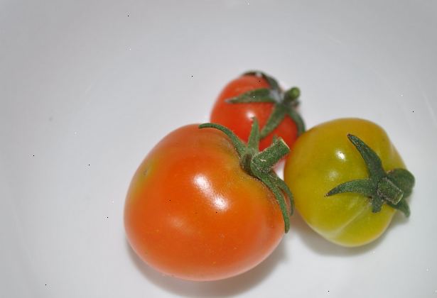 Hur man knyter tomater: florida väv. Försiktigt hammare dina stakes i marken, med två fabriker mellan varje spel.