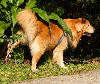 Hur man tränar en vuxen hund. Använd aldrig en choke kedja.