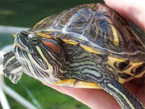 Hur ta hand om en röd gå i ax glidare sköldpadda. Ta reda på allt du kan om röda eared sköldpaddor innan du bestämmer dig för att vara värd för en i ditt hem.