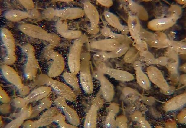 Hur man identifierar en termit. Fånga en termit, eller insekten du tycker är en termit, i en liten burk från bevingade termiter svärmar, eller välja en från golvet efter att den har kastat sina vingar.