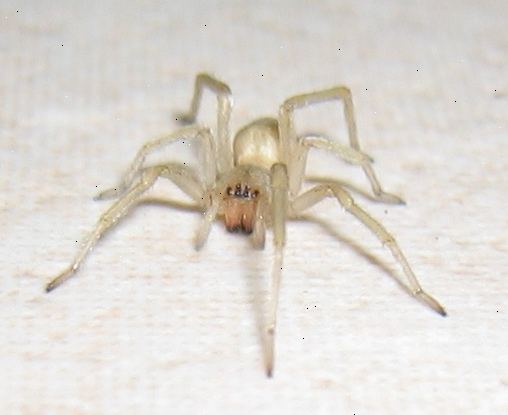Hur man identifierar en gul sac spider. Veta vad en gul sac spider är.