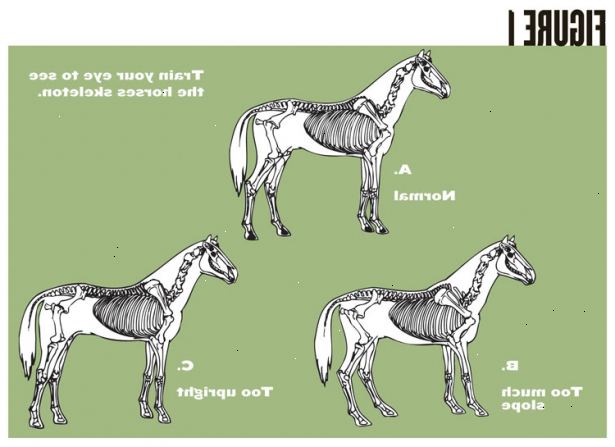 Hur man bedömer en häst