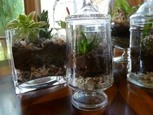 Hur man gör ett programfel terrarium. Få en begagnad glas akvarium och fyll den med trädgårdsjord tills ungefär en fjärdedel av akvariet är full.