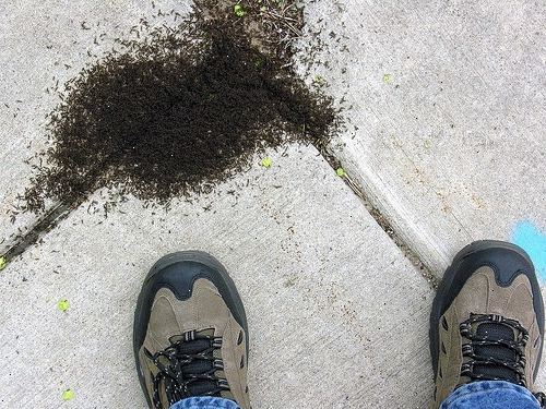 Hur man dödar myror utan bekämpningsmedel. Skapa ett ant killer eller avskräckande med ett gemensamt hushåll objekt.