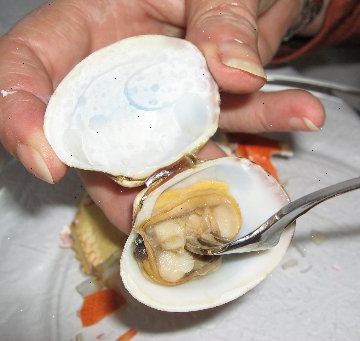 Hur ånga musslor. Placera rengjorda musslor i en stor vattenkokare, bred panna, eller.