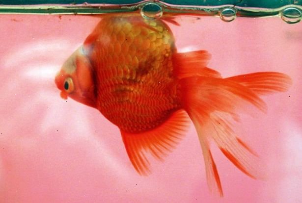 Hur fixar simblåsan sjukdom i Goldfish