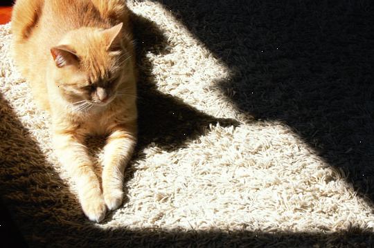 Hur man rengör husdjur kräkas från mattan. Plocka upp den största delen av spyor med ett par torra, vikta pappershanddukar.