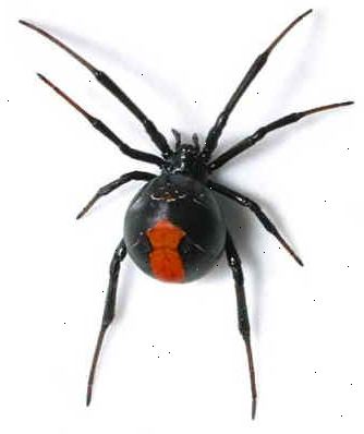 Hur att döda en giftig spindel. Få inte panik och springa skrikande in i det andra rummet, det är viktigt att veta var spindeln är.