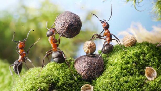 Hur att stoppa myror som kommer in i ditt hem. Stäng av ant buffén.