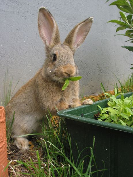 Så för att hålla kaniner ur din trädgård organiskt. Blanda 1 msk tabasco i en liter vatten och skaka väl.