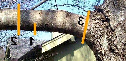 Hur man skär en lem från ett träd. Denna nedskärning bör göras på "A" i bilden ovan.