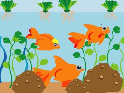 Hur man ställer in en hälsosam guldfisk akvarium. Installera ett filtreringssystem.